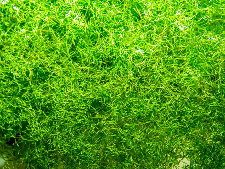 La Riccia fluitans es un musgo acuático muy decorativo que puede flotar libremente o fijarse a rocas y troncos para formar un tapizado verde intenso. Favorece la oxigenación del agua y sirve de refugio para alevines y camarones. Crece rápido con buena luz y CO₂, ideal para acuarios plantados o naturales.