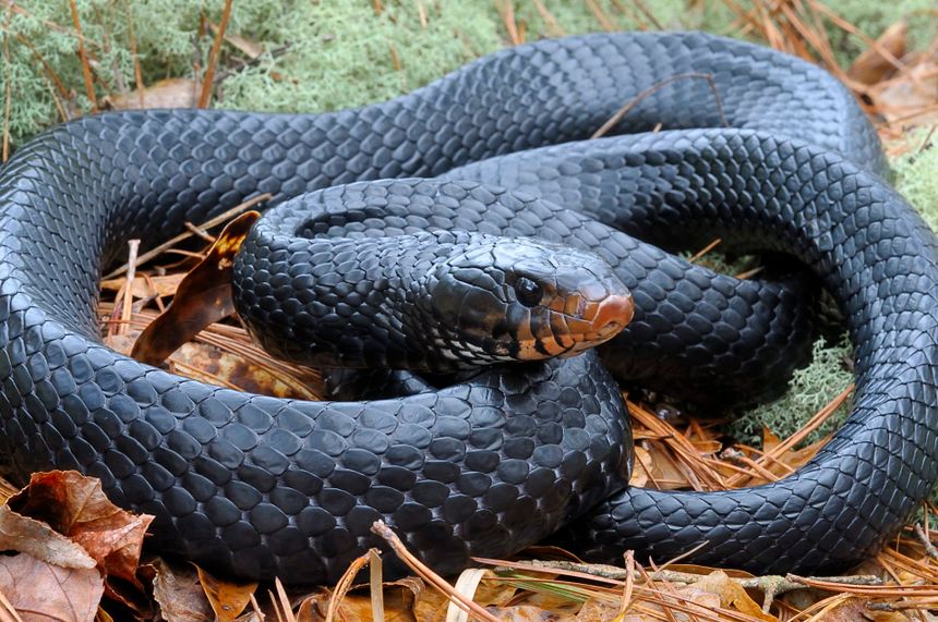 Σπάνιο φίδι βρέθηκε στην Αλαμπάμα μόνο για δεύτερη φορά μέσα σε 60 χρόνια