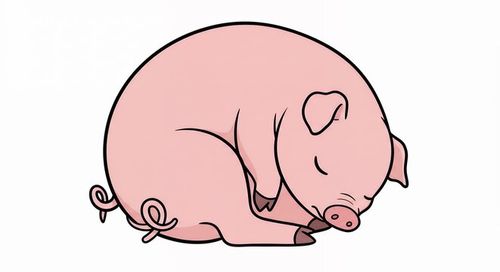 Cute sleeping pig cartoon illustration