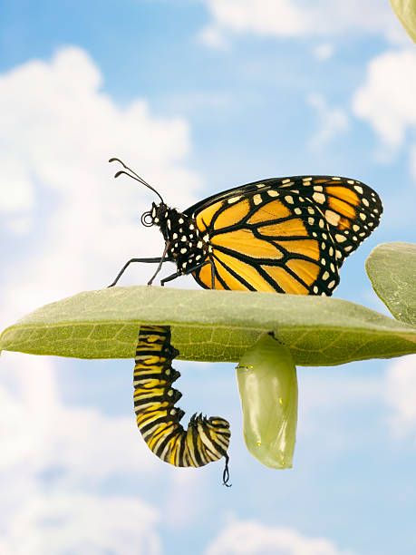 monarch butterfly, caterpillar and pupa on leaf - caterpillar to butterfly stock pictures, royalty-free photos & images