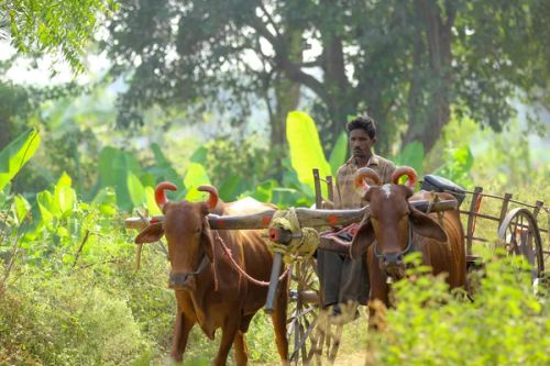 indian farmer on bull cart - Photo, Image