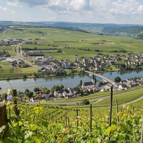 Viticulture Winery (Weinbaule Piesenkofen)