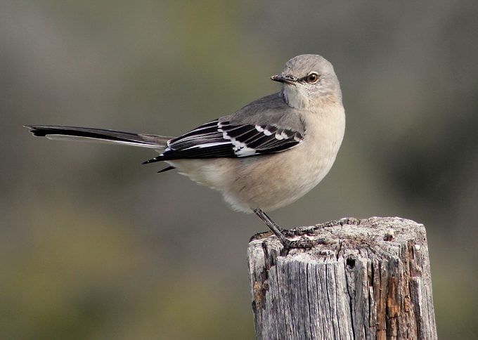 Common Species