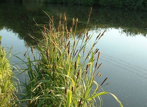 Greater Pond Sedge