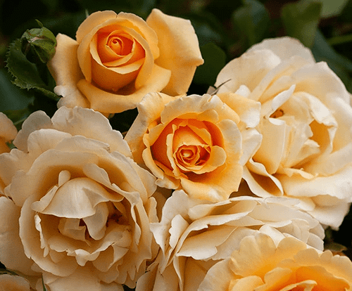 Happy Birthday! (2021 Release) (Potted)