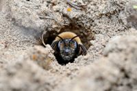 Scientists found an estimated 5.5 million wild bees living beneath a New York cemetery — millions of solitary insects packed into underground burrows across just 1.5 acres, creating one of the largest nesting aggregations ever recorded at a site where the