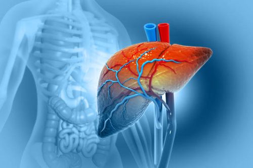 Human liver anatomy structure, 3d illustration Human liver anatomy structure, 3d illustration liver anatomy stock pictures, royalty-free photos & images