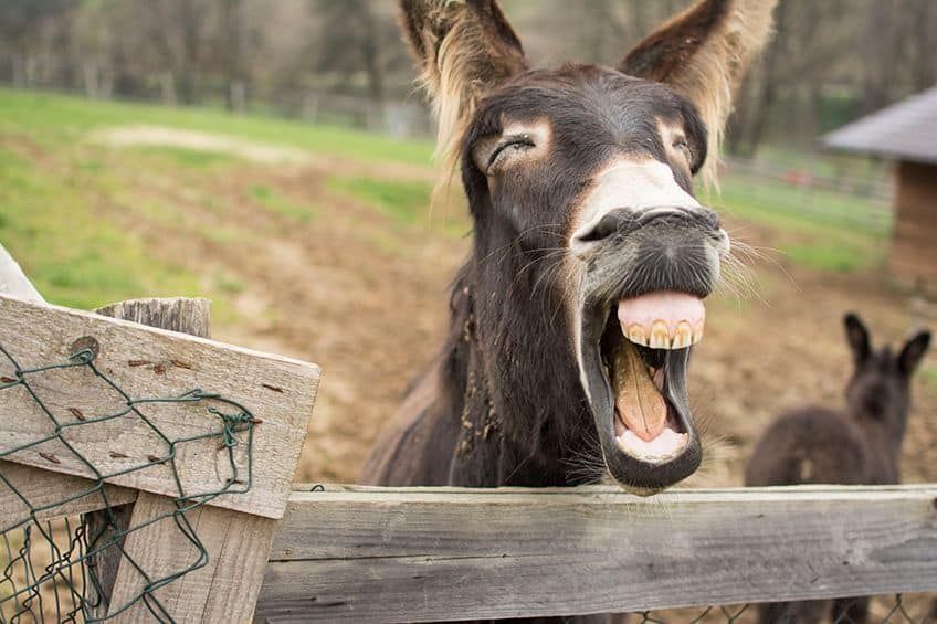 These animals were caught making funny faces! | Explore ...