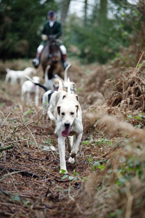 the beaufort hunt, gloucestershire - pack of hounds stock pictures, royalty-free photos & images