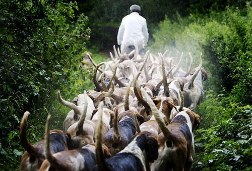 fox hounds are excercised as hunting season approaches - english foxhound stock pictures, royalty-free photos & images