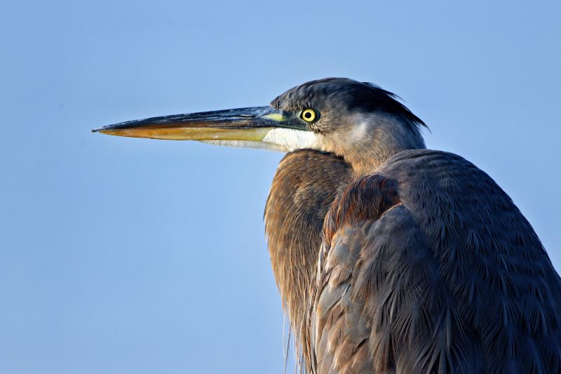 Great+Blue+Heron