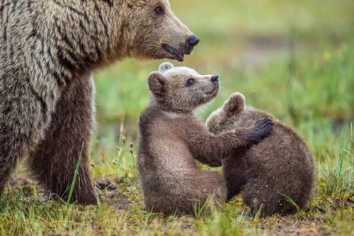She-Bear and Cubs of Brown bear — Stock Photo, Image