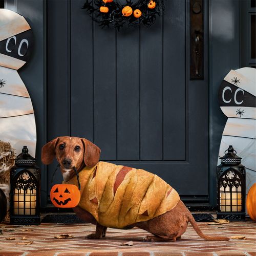 Dog in a Pillsbury Mummy Dog costume standing in front of a Halloween-decorated door with pumpkins and ghosts.