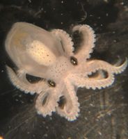 3D genome 'entanglement' may explain how cephalopods evolved complex brains - Phys.org