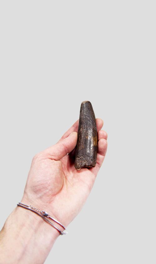 Spinosaurus Aegyptiacus Spine Lizard Dinosaur Tooth 103mm