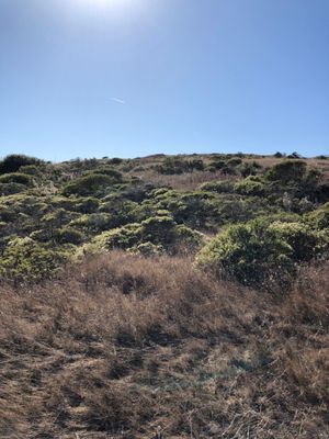 San Bruno Mountain State & County Park