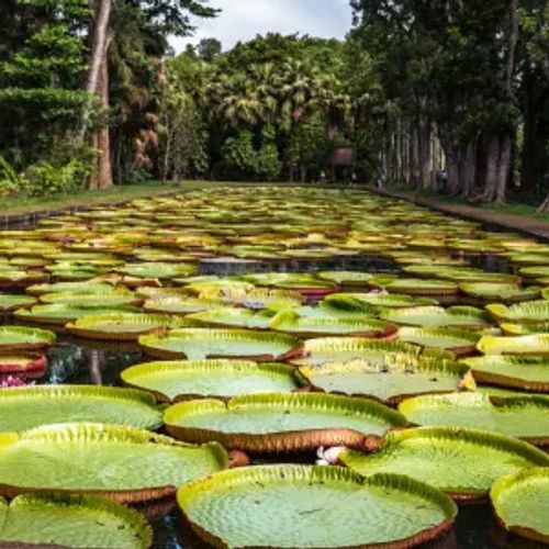 Pamplemousses Botanical Garden