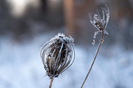 Hielo en una planta. Planta en hielo. Planta en el invierno. Helada y frío.
