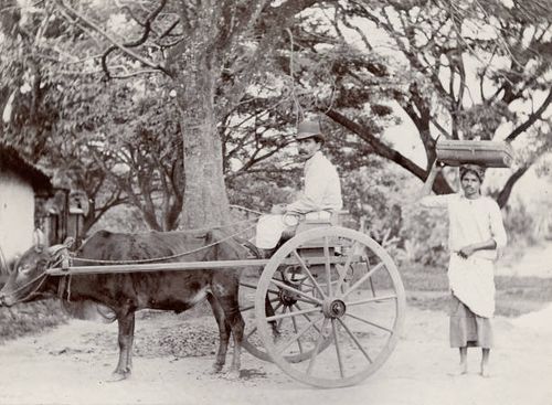Singalese man in a hactory cart followed by a worker carrying a box on his head - Ceylon, Sri Lanka, 1903.