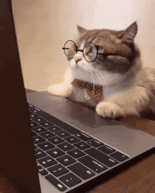 Angry Cat GIF - Angry Cat Busy - Discover & Share GIFs