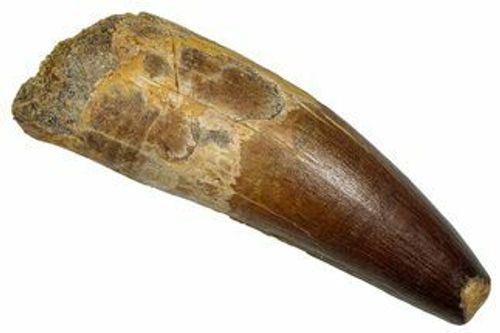 Real Spinosaurus Tooth - Beautiful Enamel & Feeding Wear #335998