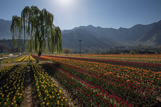 tulip garden, jammu and kashmir, india - tulip garden in srinagar stock pictures, royalty-free photos & images