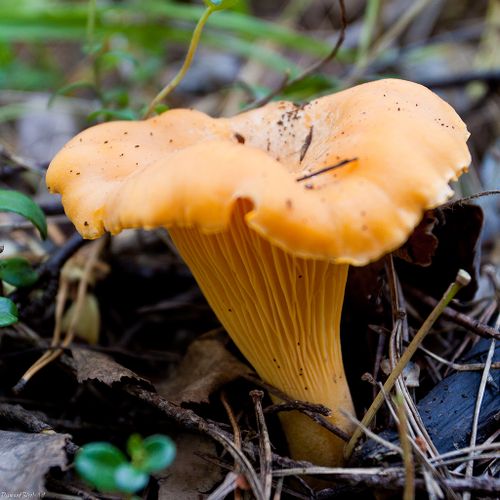 Лисичка обыкновенная (Cantharellus cibarius)