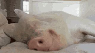 a pig is sleeping on its back on a bed .