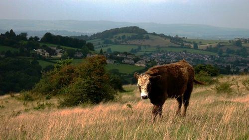 Cows on the Common