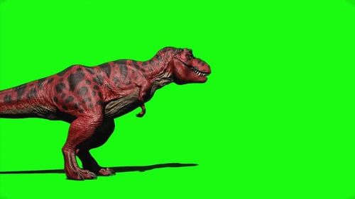 tyrannosaurus red rex dinosaur, tyrannosaurus rex dinosaur walking green screen, T-rex dinosaur is roaring proudly on a green screen suitable for chroma key 4K, Angry dinosaur walking on green screen