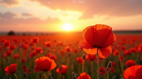 Create your own openai image with Canva