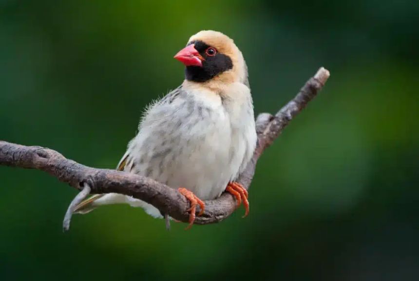 Red-billed Quelea