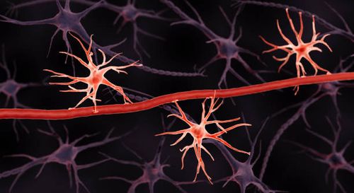 astrocytes at blood-brain barrier, illustration - pns stock illustrations