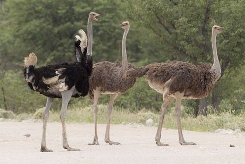 Common ostrich - Wikipedia