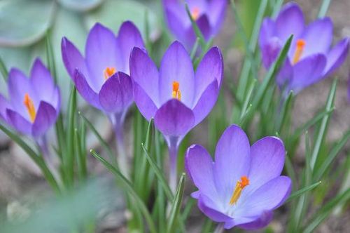 blooming crocuses,close-up of purple crocus flowers on field - crocus stock pictures, royalty-free photos & images