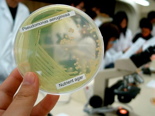 pseudomonas aeruginosa