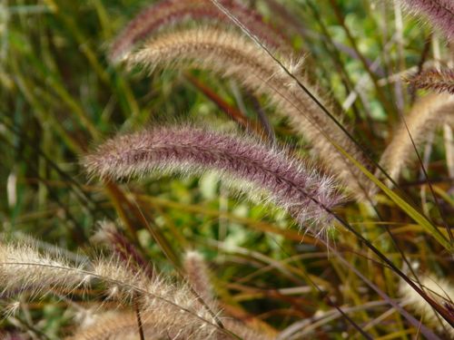 ornamental grass 3052146417