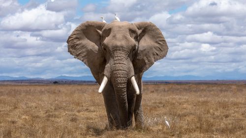  Gentle giant in the wild
