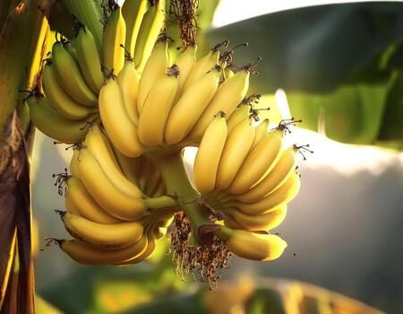 Banana