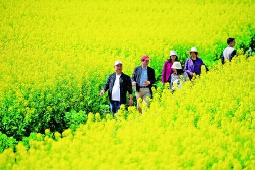 春光正好，乡村旅游提质升级再出发