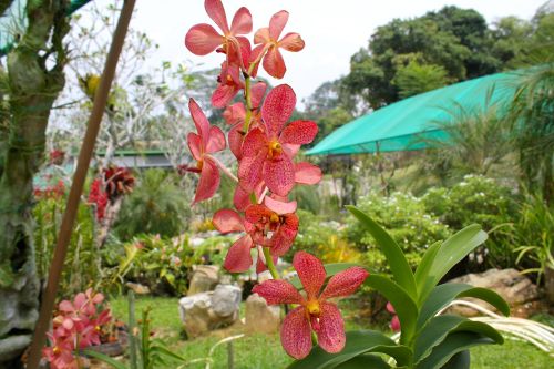 Sarawak Orchid Garden
