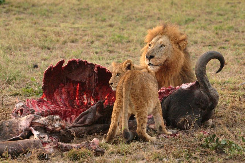 Лев и его детеныш кормятся