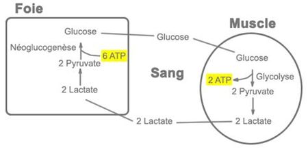 Cycle de Cori