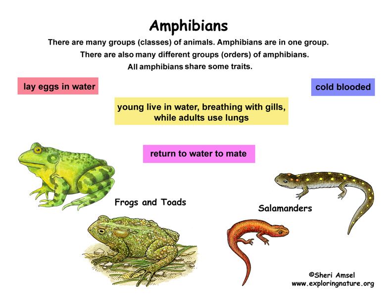 Amphibious adaptations - Overall Science