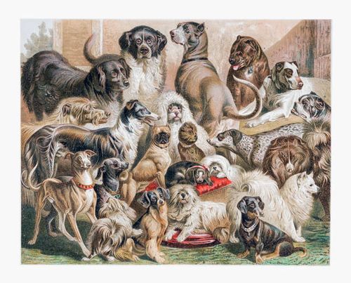 dogs - foxhound stock illustrations