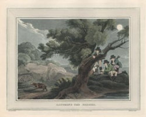 Antique Catching the Badger, aquatint engraving field sport print, 1813