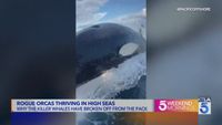 NatGeo on why rogue orcas are thriving in high seas | KTLA