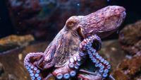 Oldest known sex chromosome emerged 248 million years ago in an octopus ancestor | Live Science