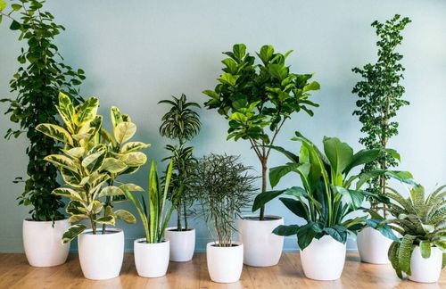 plantas de interior y sus nombres