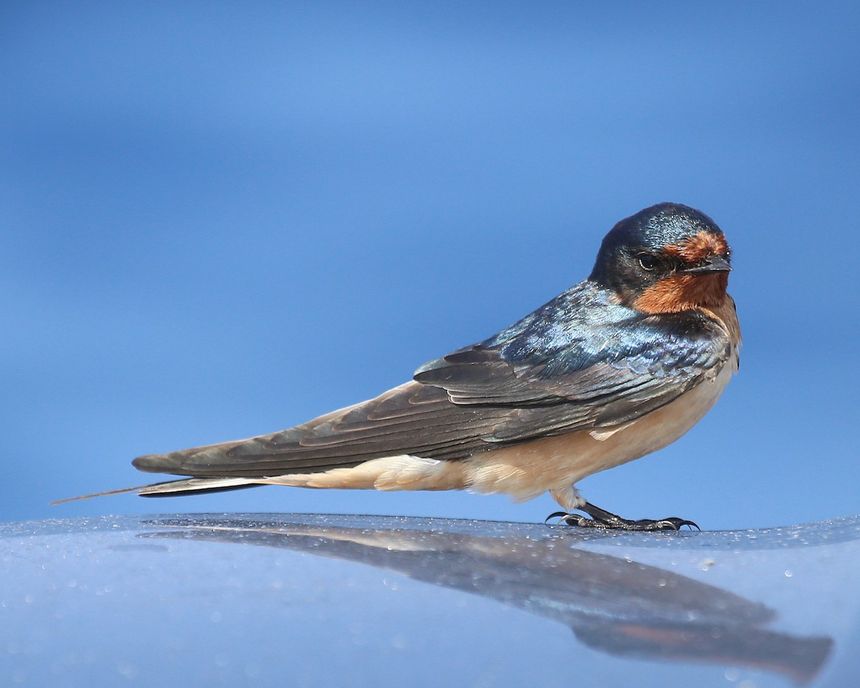 Barn Swallow